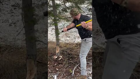 Cutting a tree is very different with even a small edge #tree #metal #montana #christmas