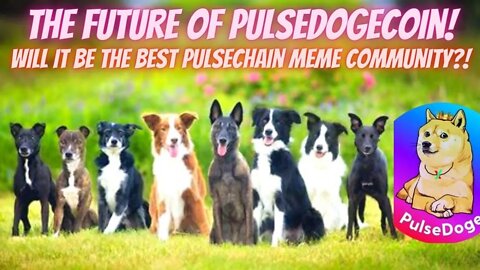 The Future Of PulseDogeCoin! Will It Be The Best Pulsechain Meme Community?!