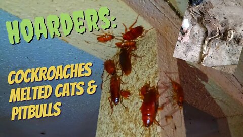 Hoarders: Cockroaches, Melted Cats, & Pit Bulls