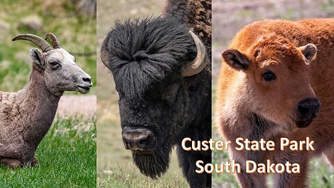 Custer State Park, South Dakota