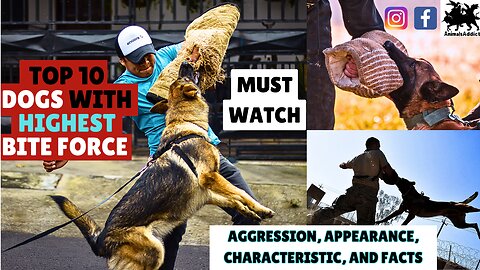 Top 10 Dogs With Strongest Bite Force | Dogs Bite Force Comparison | Top 10 Highest Bite Force Dogs