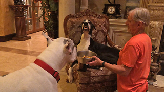 Funny Great Dane smiles and growls at her brother