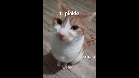 Silly cats 6