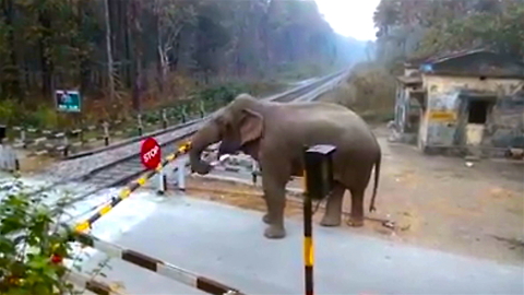 Cheeky Elephant Crosses Railway Track: SNAPPED IN THE WILD