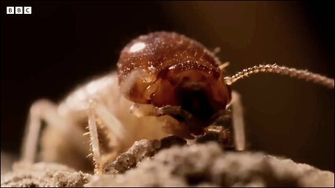 Inside A Termite Fortress | Seasonal Wonderlands | BBC Earth 🌎🌍