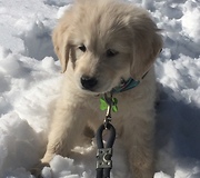 Puppy's first snow experience ends in epic wipeout
