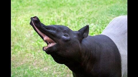 Amazing Tapirs!