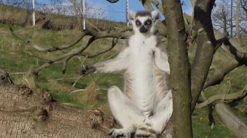 Hilarious Sunbathing Lemurs Work On Their Tan