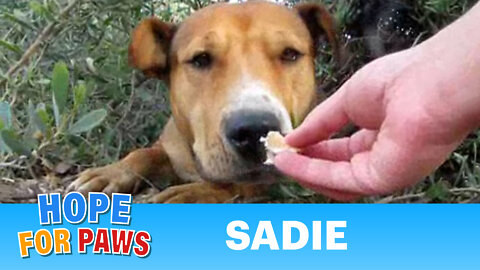 Sadie is looking for a home. Please share her video. Thanks :-)