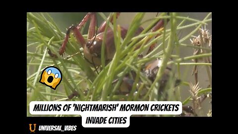 Millions of Mormon crickets have taken over a town in #Nevada