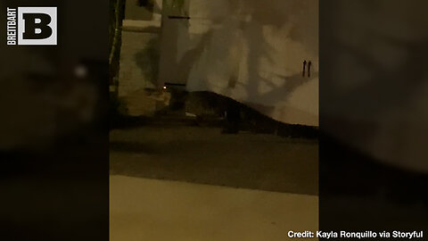 A GATORED COMMUNITY! Monster Gator Tries to SCALE HOUSE in Florida