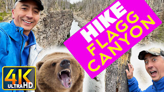 Hiking Flagg Canyon Yellowstone Grand Teton Grizzly Bears (4k UHD)