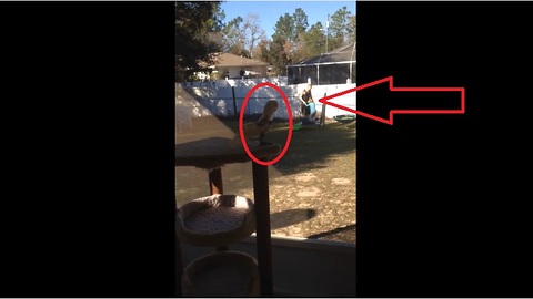 Cockatoo sees humans on trampoline, mimics them by jumping!