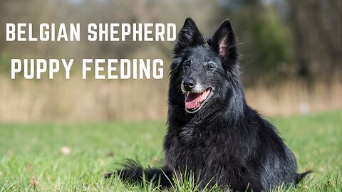 Belgian Shepherd Puppy feeding