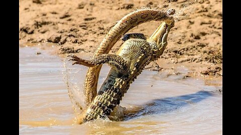 Crocodile Swallows Their Prey in 13 Horrific Moments | Wild Animal Life