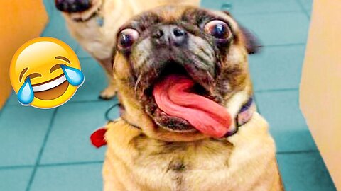 Funniest Dogs And Cats Videos - Best Funny Animal Videos of the 2021 😃