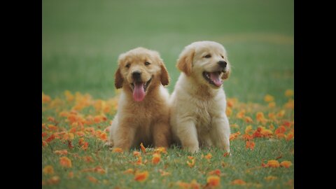 Amazing puppies play with sand