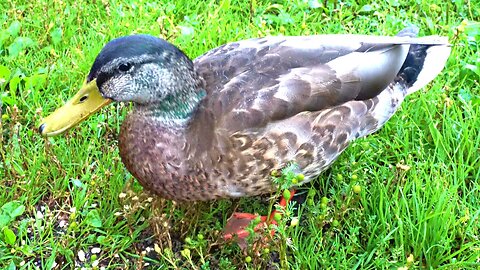 Mallard Duck Drakes in Late Summer Colors Being Hand Fed