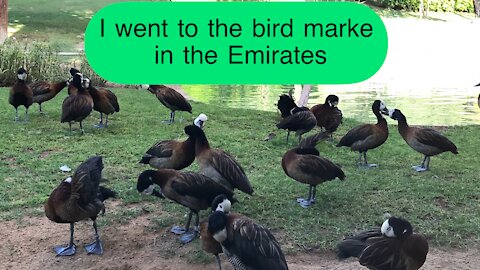 I went to the bird market in the Emirates