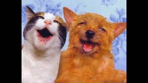 Funny Cats and Dogs Video Compilation