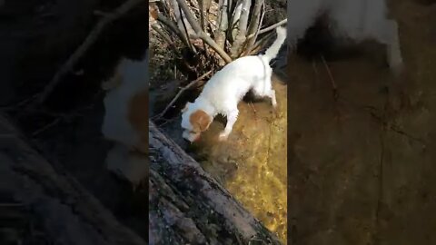 Ares Jack Russell and the ball in creek