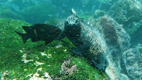 Galapagos marine iguanas are one of nature's most unusual creatures