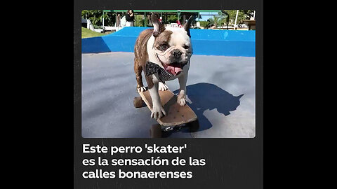 Un perro ‘skater’ hace furor en Argentina