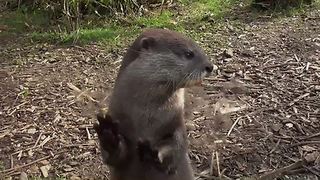 Juggling otter bounces stone off glass