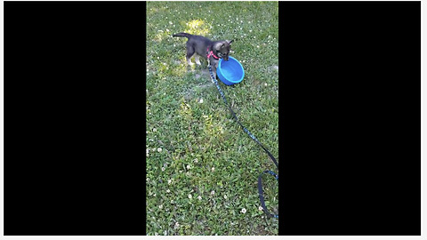 Puppy flips over full water bowl, adorably realizes her mistake