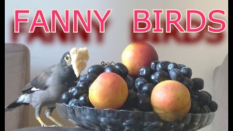 funny bird eating fruit.The bird loves fruit so much that it doesn't notice anyone around it.