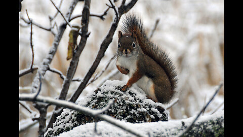 Winter in Canada with squirrels