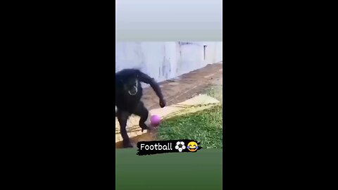 Jaldi maro bhai 😂😂😂 #trending #Vine #comedy #football #funny #chimpaanzi #memes #rumble