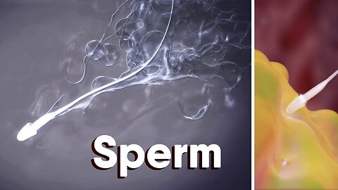 What Is Sperm?What is sperm made of? medical animation