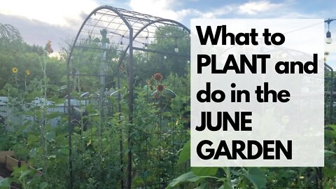 Arizona Garden in June - Which VEGETABLES & FLOWERS to PLANT & how to SURVIVE THE HEAT!