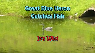 Great Blue Heron Catches Fish