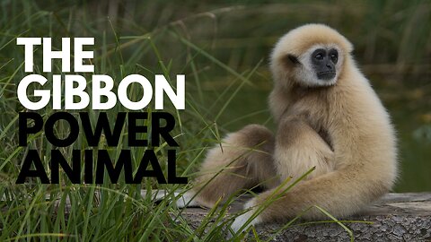 The Gibbon Power Animal