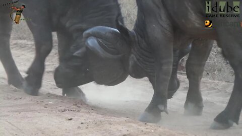 Epic Scenes As Buffalo Bulls Clash Heads At Sunset | Iconic Africa