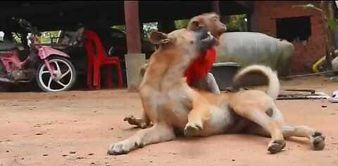 Monkey and Dog's Playful Wrestling Match: Who Will Emerge Victorious?