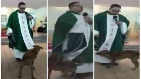 Perrito entra a la Iglesia, juega con la vestimenta del Sacerdote durante la Misa
