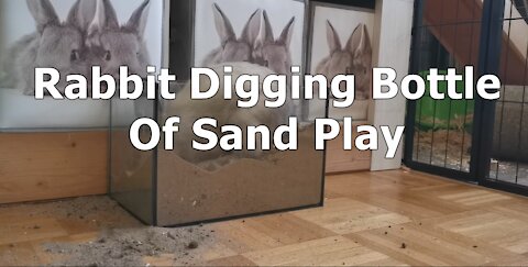 Rabbit Digging Bottle Of Sand Play
