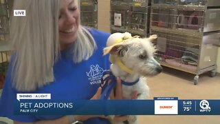 $5 pet adoptions at Humane Society of the Treasure Coast