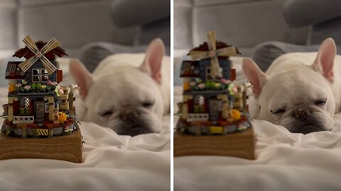 "Frenchie's Serenade: Drifting into Dreamland with the Music Box"