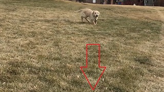 Excited puppy knocks woman off her feet