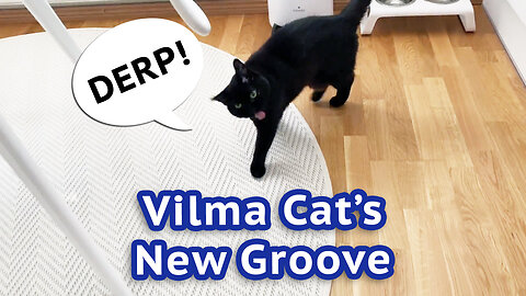 Vilma Cat's New Groove