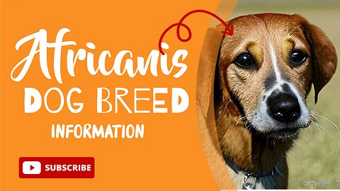 Uncovering the Fascinating Facts of Africa's Most Underrated Dog Breed!