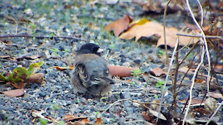 Dark-eyed Junco