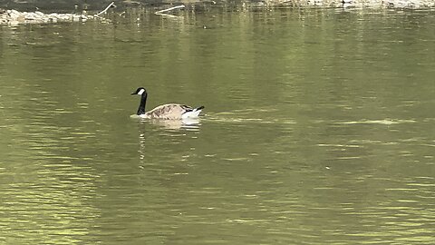 Oh when the geese come marching in 2