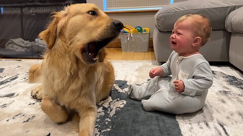 Golden Retriever Pup Makes Baby Cry But Says Sorry! (Cutest Ever!!)