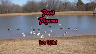 Pond Pigeons