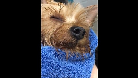 Owner sings dog to sleep after bath time